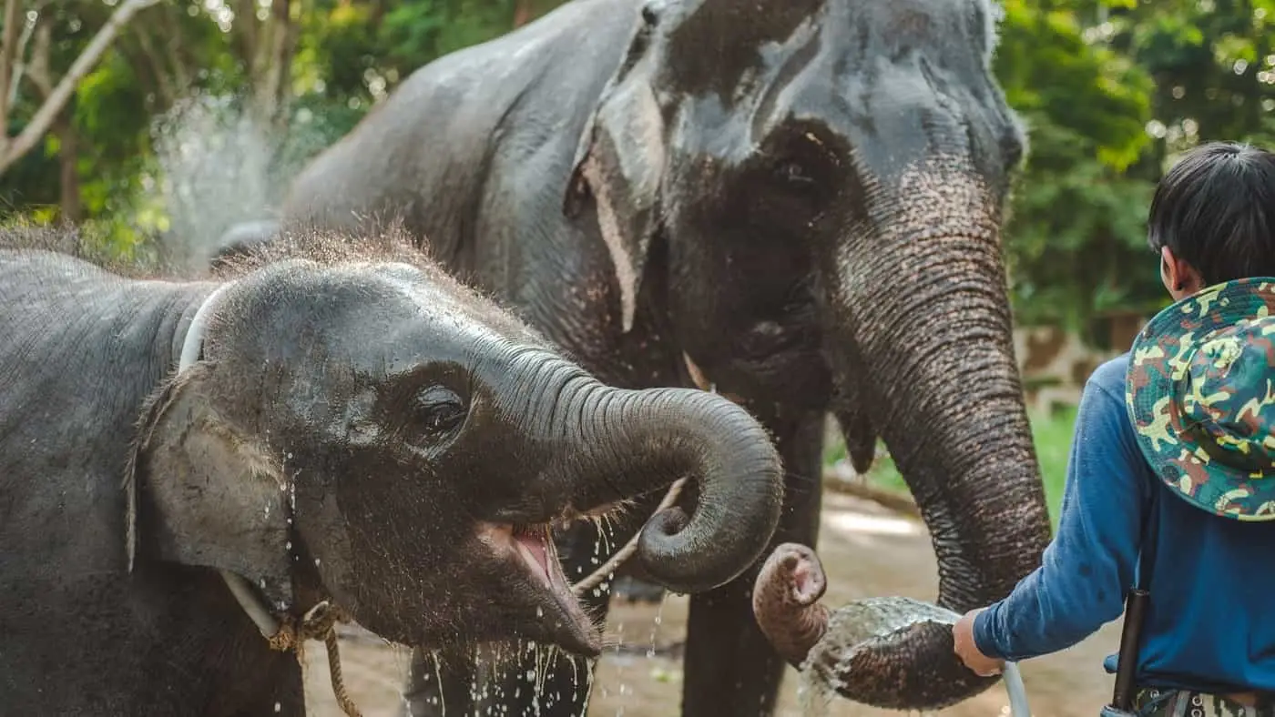 Elephants in the beautiful Thai countryside